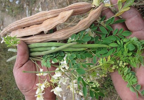 Moringa-Dàgbé