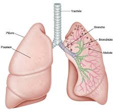 asthmes traitement naturel