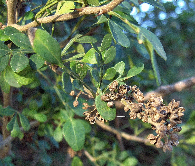 caïlcédrat remerde naturel