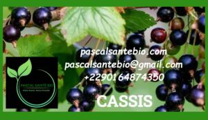 Les bienfaits de Cassis et ses vêtus sur la santé