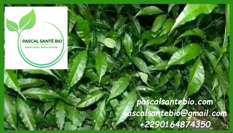 Les bienfaits de l'Hysope