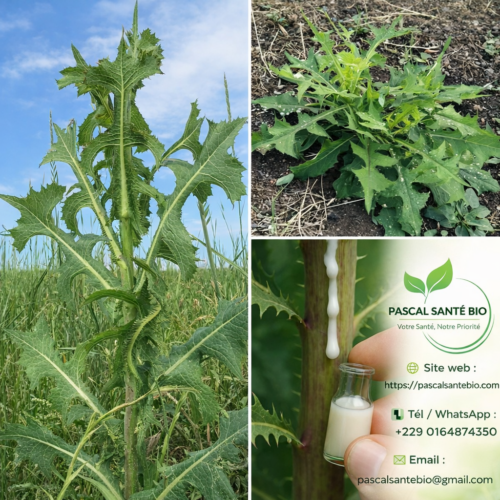Laitue sauvage bienfaits santé